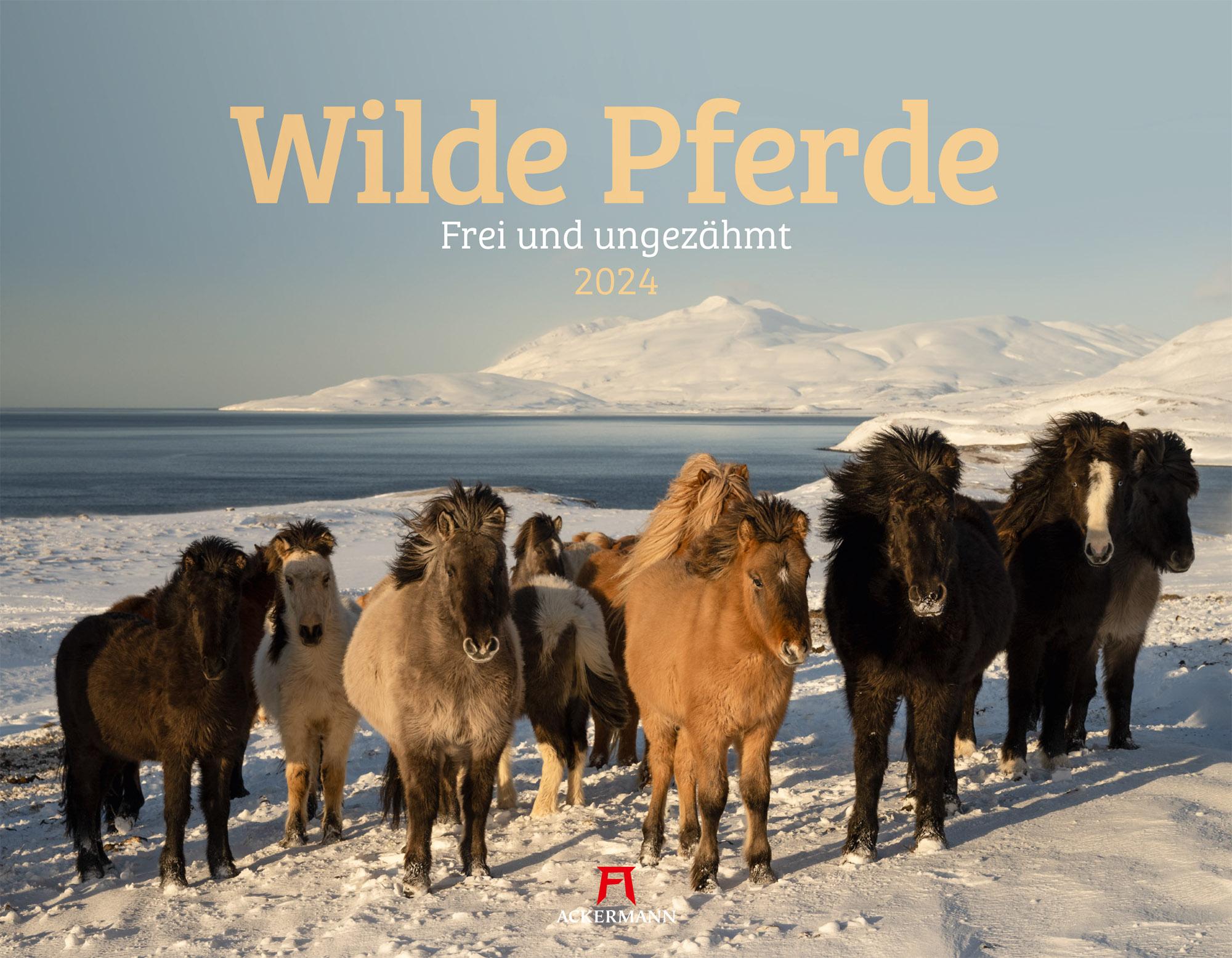 Wilde Pferde Kalender 2024 Maße (B/H): 54 x 42 cm, Fotokalender, Dt/engl